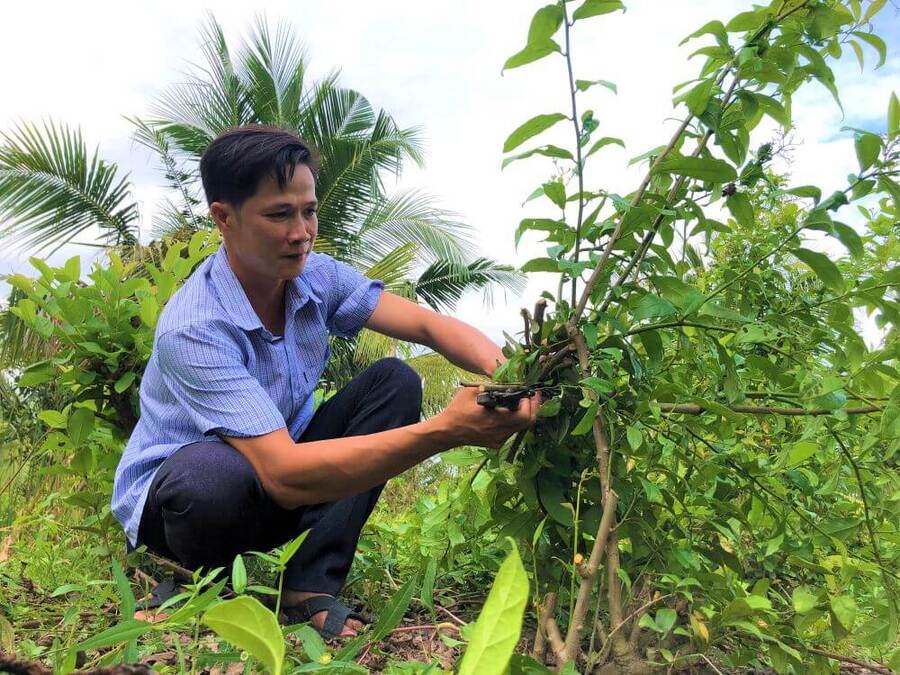 Người lớn tuổi sử dụng xạ đen giúp ngủ ngon hơn (Ảnh minh họa)    