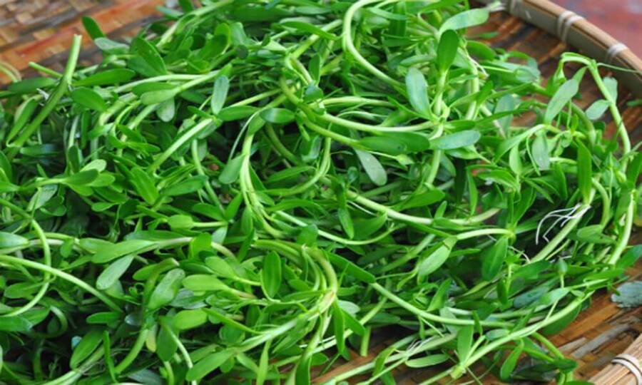 Rau đắng biển chứa hoạt chất bacoside với khả năng kích thích hoạt động của tế bào thần kinh (Ảnh minh họa)     