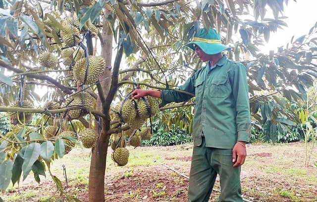 Hỗ trợ phát triển sản xuất, giúp người dân xóa đói giảm nghèo