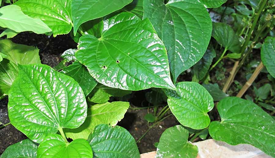 Chọn chả lá lốt là bước quan trọng để làm chả lá lốt ngon (Ảnh minh họa)