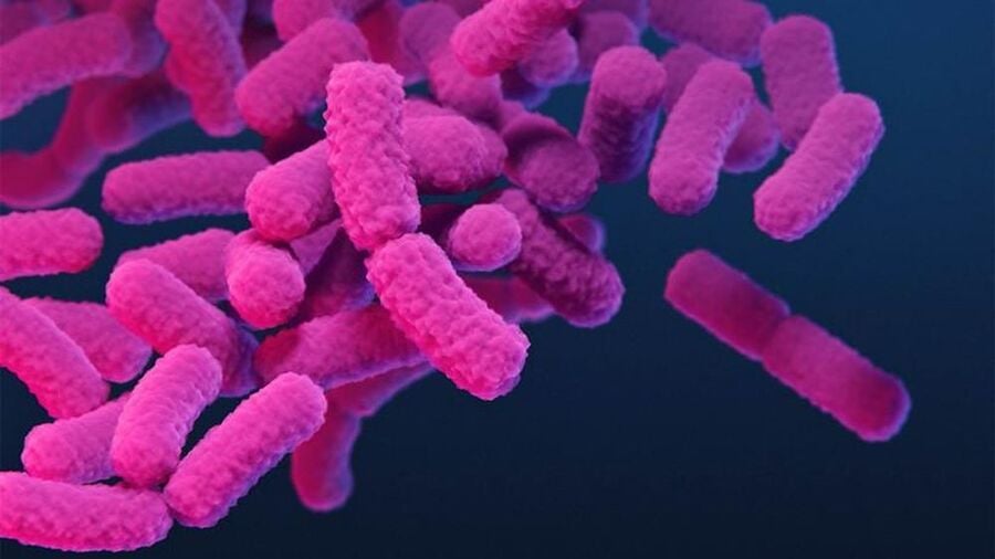 Họ vi khuẩn Enterobacterales. (Nguồn: cdc.gov)