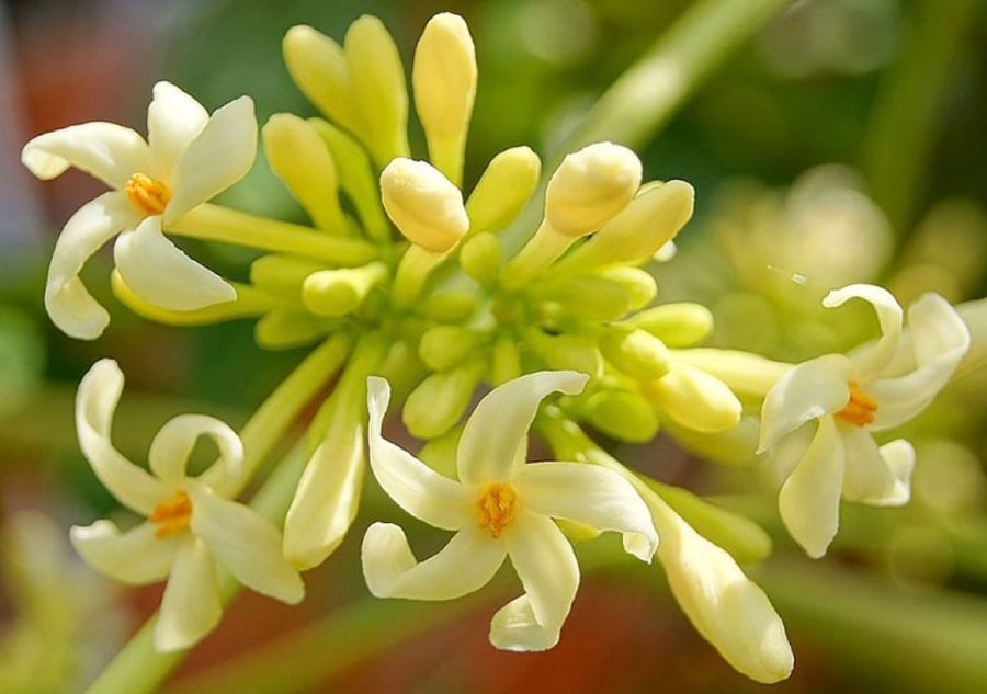 Tìm hiểu kỹ trước khi sử dụng hoa đu đủ đực (Ảnh minh họa) 