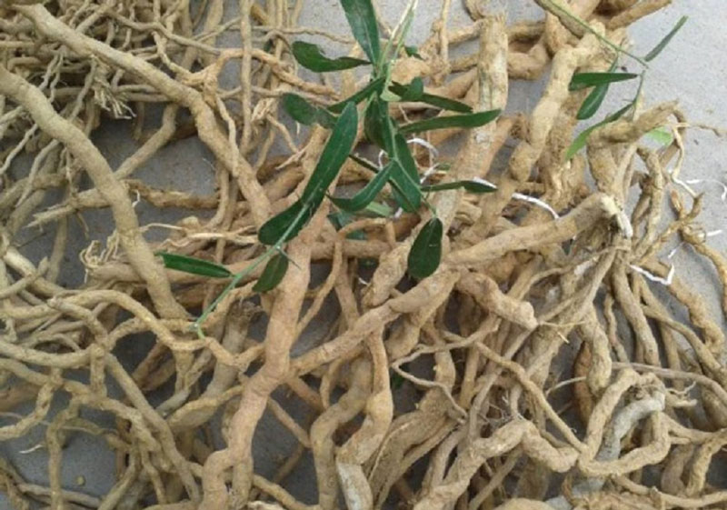 Rễ cây xáo tam phân có nhiều giá trị sử dụng nhất.