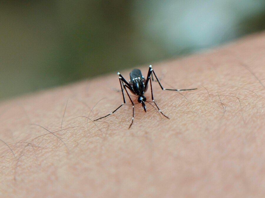 Bệnh Chikungunya là bệnh truyền nhiễm do virus Chikungunya gây ra, bệnh không lây trực tiếp từ người sang người mà lây truyền qua trung gian là muỗi Aedes. (Ảnh minh họa)
