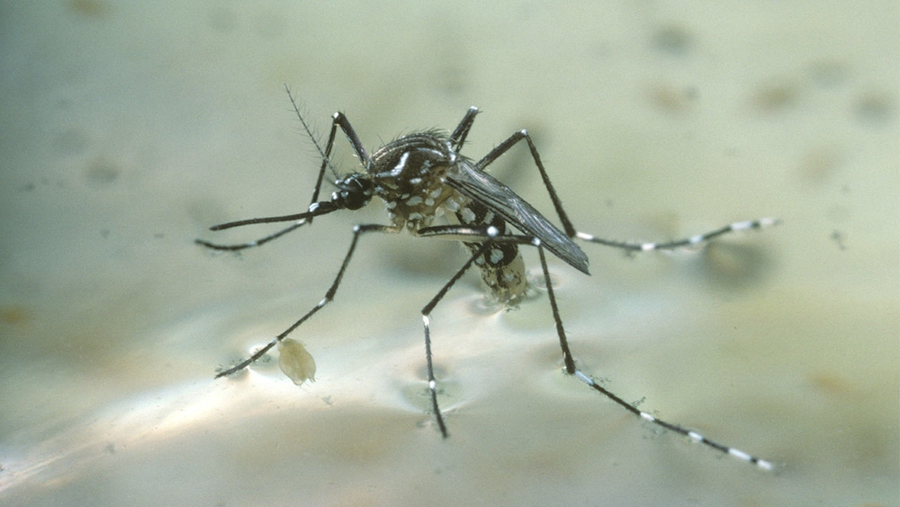 Muỗi vằn Aedes aegypti (Ảnh minh họa)
