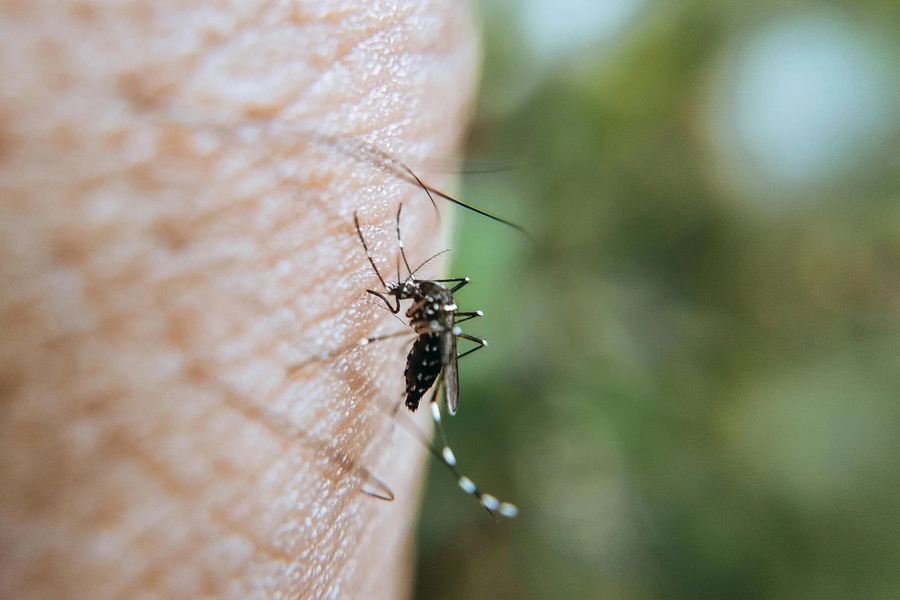 Virus Chikungunya lây lan từ người sang người qua muỗi vằn truyền bệnh giống như sốt xuất huyết Dengue