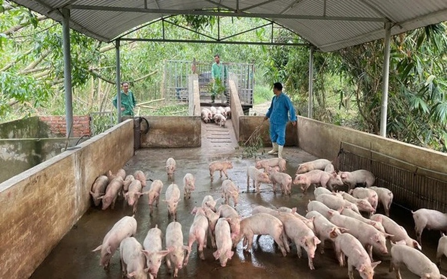 Thời tiết biến đổi thất thường kết hợp với hiện tượng vứt xác lợn bệnh xuống sông, kênh mương... làm phát tán virus dịch tả lợn châu Phi (Ảnh: VGP/Đỗ Hương)