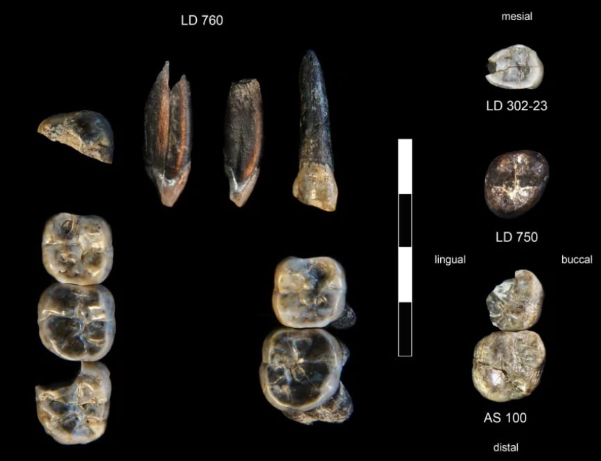 Răng LD 750 và LD 760 thuộc nhóm Australopithecus chưa được biết, còn LD 302-23 và AS 100 thuộc nhóm Homo sơ khai. Ảnh: Đại học Nevada, Las Vegas