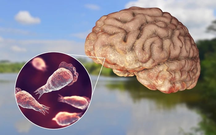 Giới chức y tế bang Queensland (Australia) vừa phát hiện sự tồn tại của “amip ăn não” Naegleria fowleri trong hệ thống cấp nước sinh hoạt tại địa phương (Ảnh minh hoạ)