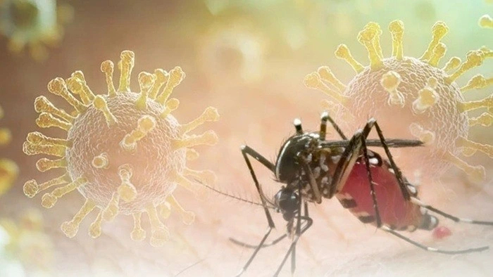 Bộ Y tế khẳng định Việt Nam chưa ghi nhận ca mắc Chikungunya nào từ đầu năm đến nay