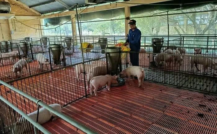 Tình hình dịch tả heo châu Phi trên địa bàn tỉnh đang từng bước được kiểm soát, người dân tích cực chăm sóc, bảo vệ đàn heo an toàn. Ảnh: Trọng Lợi