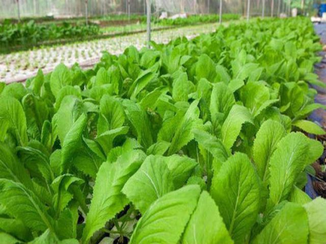 Không nên ăn rau cải và mướp đắng khi dạ dày yếu (Ảnh minh họa)
