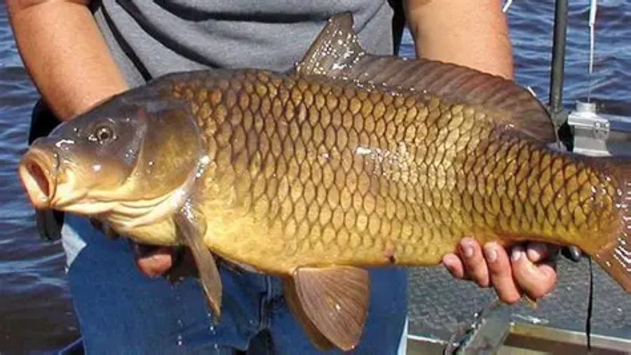 Cá chép (Ảnh minh họa)