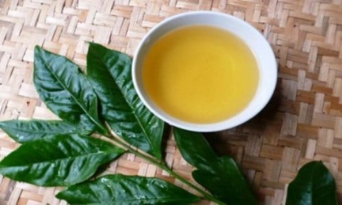 Lá vối mang lại nhiều lợi ích cho sức khỏe (Ảnh minh họa)