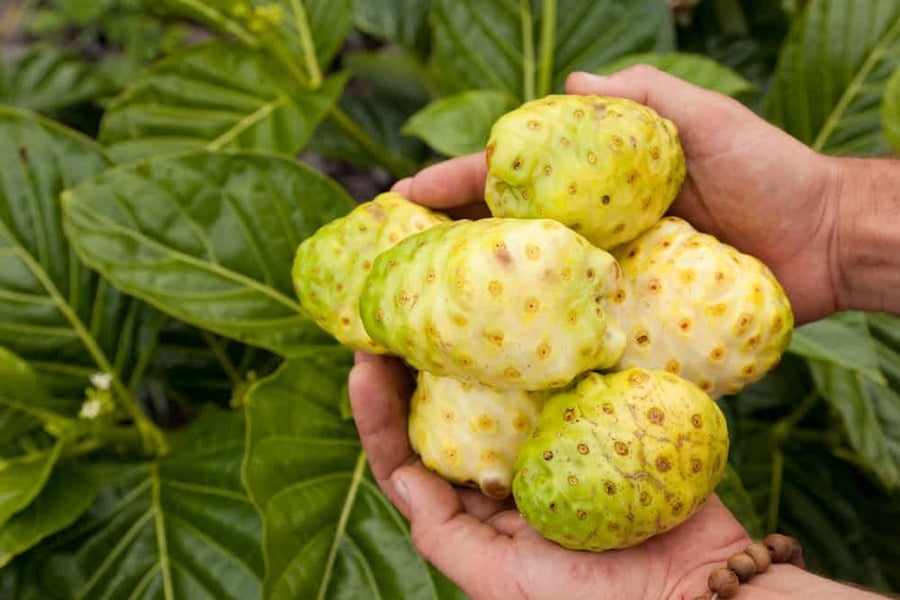Nhàu tươi kết hợp cùng mật ong sẽ dễ uống hơn (Ảnh minh họa)     