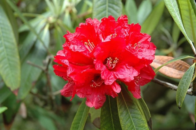 Ảnh minh họa