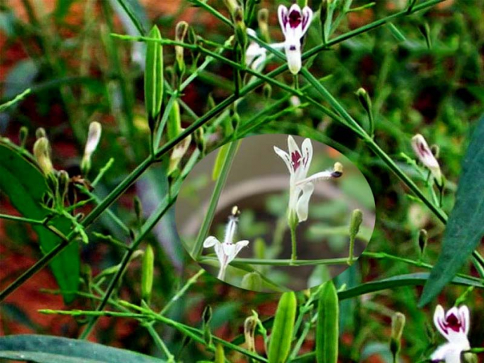 cay-xuyen-tam-lien-mua-o-dau