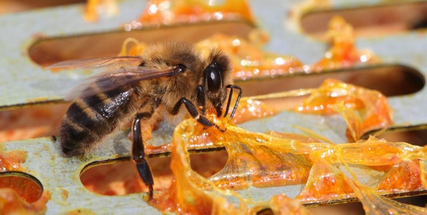 Keo-ong-Propolis