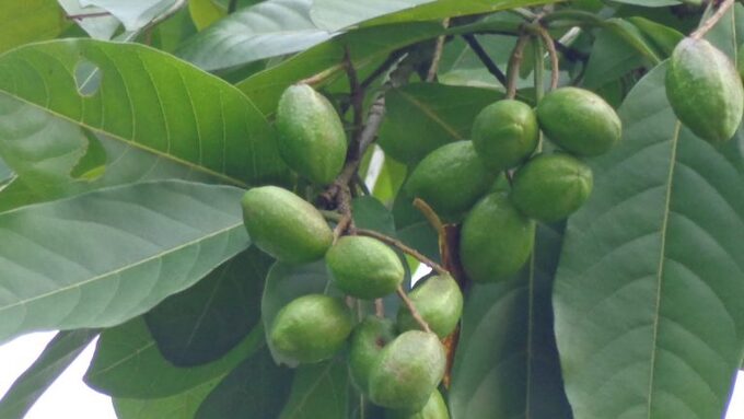 Hình ảnh Cây Kha tử