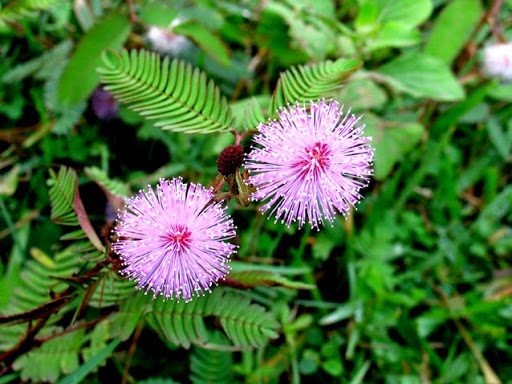 Cây nữ trinh tử