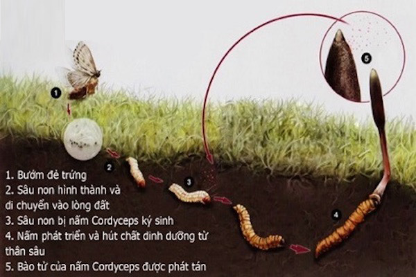 Quá trình phát triển của đông trùng hạ thảo
