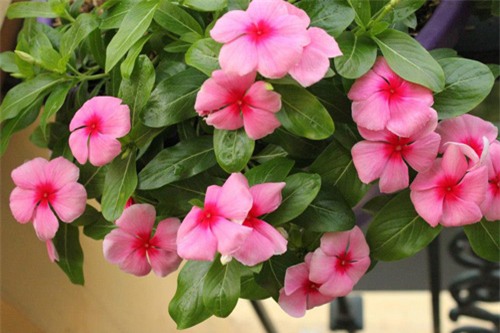 Hình ảnh cây dừa cạn