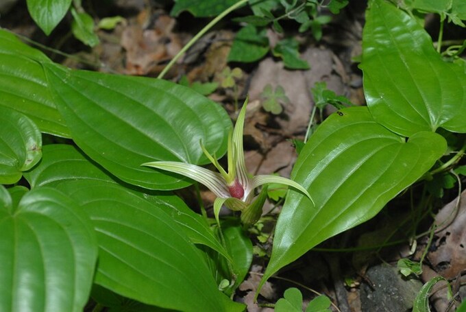 Cây Bách bộ
