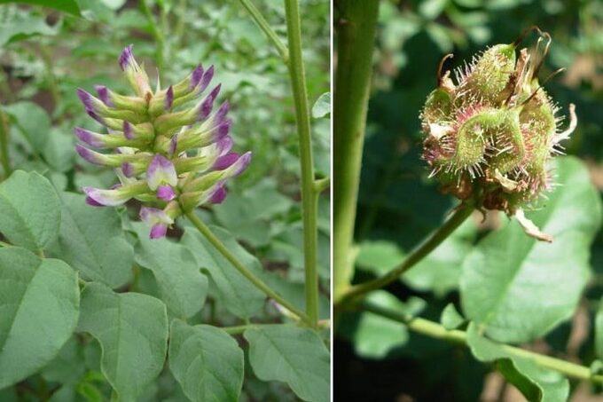 Hình ảnh cây cam thảo bắc G. uralensis fisher họ Fabaceae. Ảnh: Internet