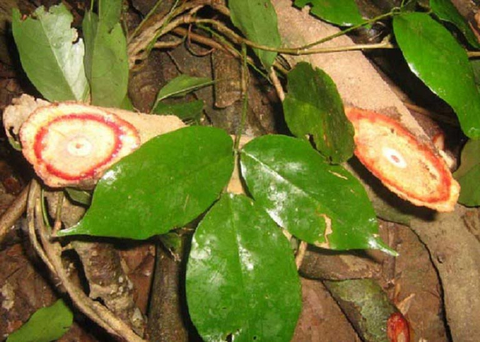cay-co-mau