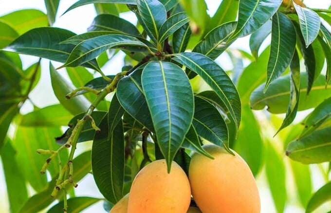 10-tac-dung-khong-ngo-cua-la-xoai-ma-co-ban-chua-biet