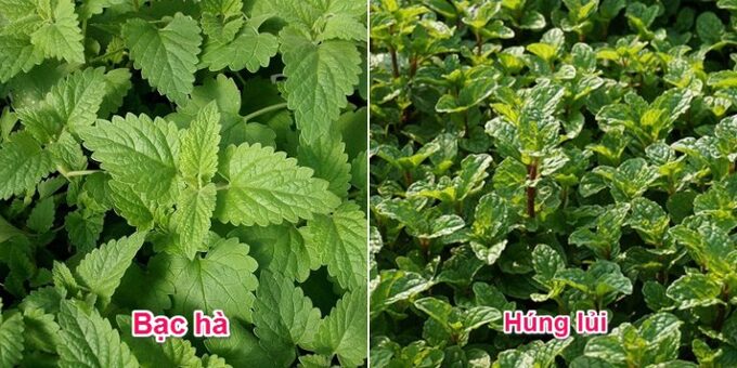 hunglui