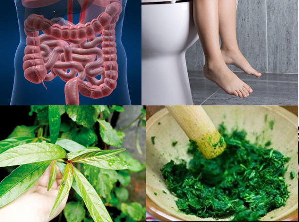 Cây hoàn ngọc là cây thuốc quý được nhiều người tin dùng để hỗ trợ điều trị bệnh