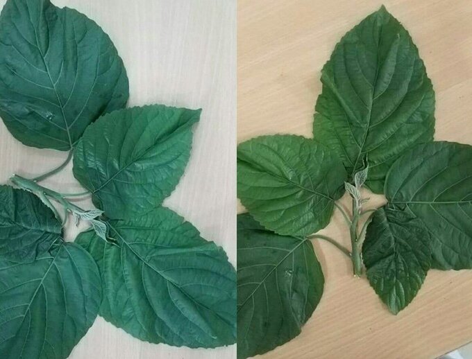 Lá lộc mại (Ảnh minh họa)