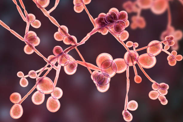 Vi nấm Candida dưới kính hiển vi. Ảnh: Istockphoto