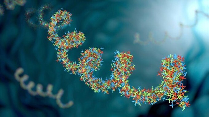 Virus cũng hoạt động trong hàng chục mô khỏe mạnh