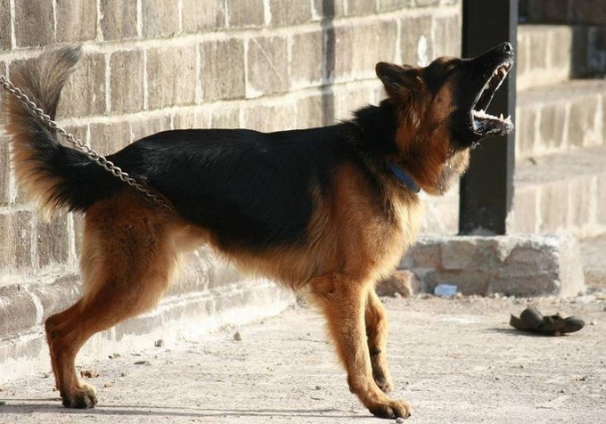 Chet-Vi-Benh-Dai-2