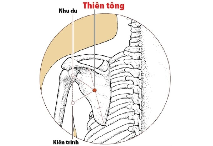 huyet-thien-tong-vi-tri