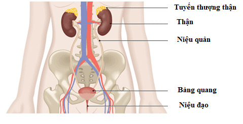 Minh họa giải phẫu u tuyến thượng thận
