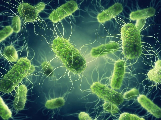 salmonella-1669078873920