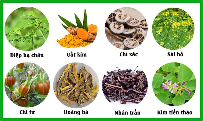 8 cây thuốc nam chữa sỏi mật hiệu quả. Ảnh minh họa