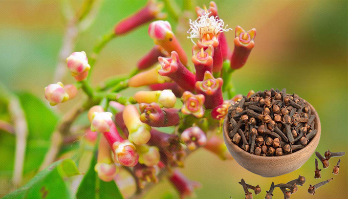 Những lợi ích sức khỏe của đinh hương. Ảnh minh họa