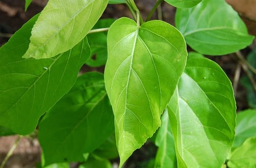 Điều trị gan nhiễm mỡ bằng cây vọng cách. Ảnh minh họa