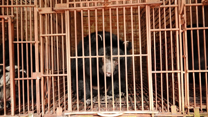 Tuổi tự nhiên của gấu là từ 30 -35 năm tuổi