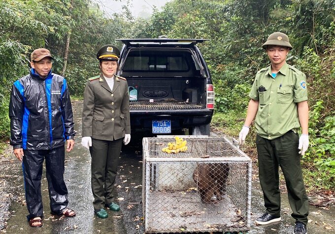 Thả cá thể khỉ về môi trường rừng tự nhiên. Ảnh: BTTH