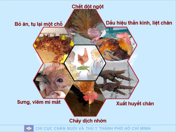 Một số dấu hiệu nhận biết gia cầm bị mắc cúm A (H5N1)