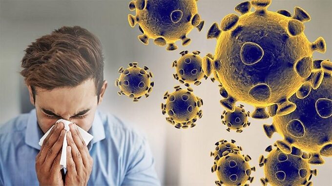 Cách sử dụng cây hoàn ngọc để nâng cao sức đề kháng, kháng viêm. Ảnh: Healthline