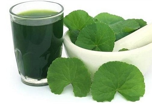 Cây rau má giúp vết thương nhanh lành. Ảnh: Cây thuốc dân gian