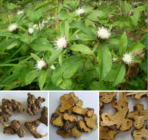 Ảnh: Sức khỏe đời sống