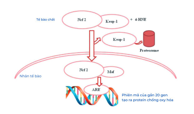 lieu phap oxy-ozone hinh 3