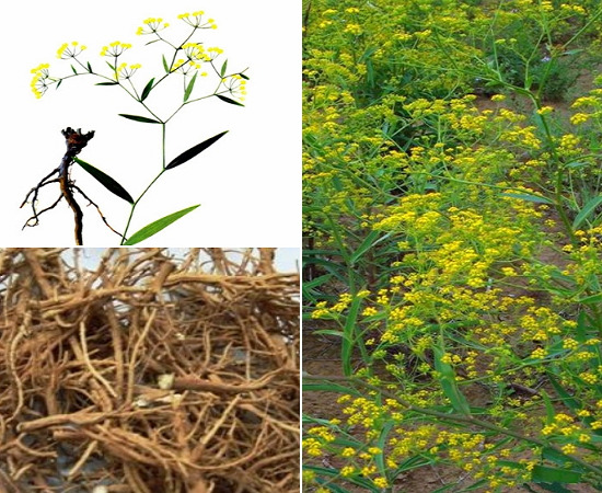 Một số vị thuốc được dùng nhiều trong các bài thuốc chữa trào ngược dạ dày. Ảnh: Nội khoa Việt Nam
